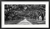 Tree Lined Plantation Entrance,  South Carolina Framed Print