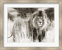 Male Lion Fine Art Print