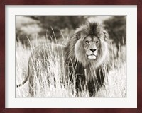 Male Lion Fine Art Print