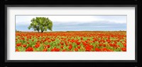 Tree in a Poppy Field 1 Fine Art Print