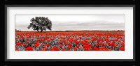Tree in a Poppy Field 2 Framed Print