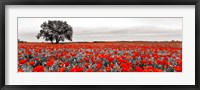 Tree in a Poppy Field 2 Framed Print