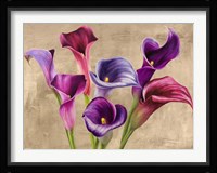Multi-colored Callas Fine Art Print