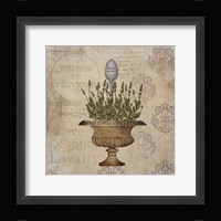 French Lavender Framed Print