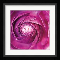 Ranunculus Abstract I Color Framed Print