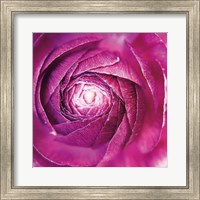 Ranunculus Abstract I Color Fine Art Print
