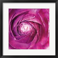 Ranunculus Abstract I Color Framed Print