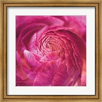 Ranunculus Abstract II Color Fine Art Print