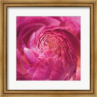 Ranunculus Abstract II Color Fine Art Print