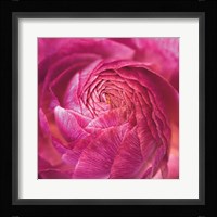 Ranunculus Abstract II Color Framed Print