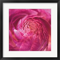 Ranunculus Abstract II Color Framed Print