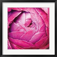 Ranunculus Abstract III Color Fine Art Print