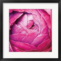 Ranunculus Abstract III Color Fine Art Print