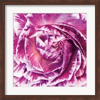 Ranunculus Abstract IV Color Fine Art Print