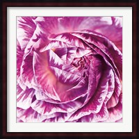 Ranunculus Abstract IV Color Fine Art Print