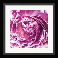 Ranunculus Abstract IV Color Framed Print