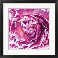Ranunculus Abstract IV Color Framed Print