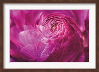 Ranunculus Abstract V Color Fine Art Print