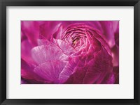 Ranunculus Abstract V Color Framed Print