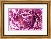 Ranunculus Abstract VI Color Fine Art Print