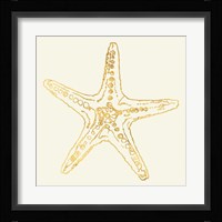 Coastal Breeze Shell Sketches VI Fine Art Print