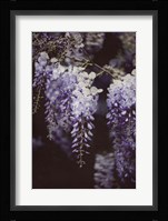 Wisteria Cascade I Fine Art Print