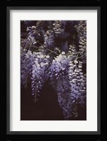 Wisteria Cascade II Fine Art Print