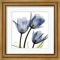 New Blue Tulips C54 Fine Art Print