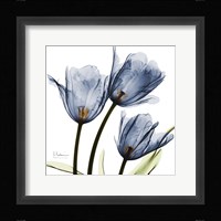 New Blue Tulips C54 Fine Art Print