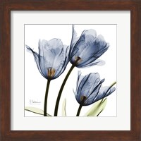 New Blue Tulips C54 Fine Art Print