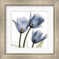 New Blue Tulips C54 Fine Art Print