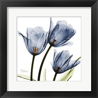 New Blue Tulips C54 Fine Art Print