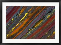 Australian Tiger Eye Fine Art Print