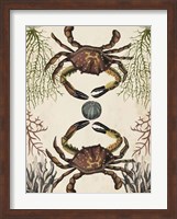 Antiquarian Menagerie - Crab Fine Art Print