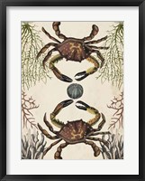 Antiquarian Menagerie - Crab Fine Art Print