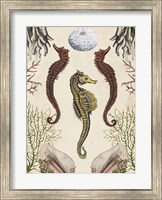 Antiquarian Menagerie - Seahorse Fine Art Print