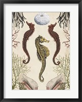 Antiquarian Menagerie - Seahorse Fine Art Print
