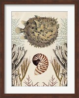 Antiquarian Menagerie - Puffer Fish Fine Art Print