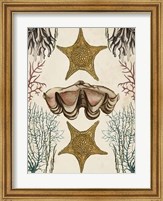 Antiquarian Menagerie - Starfish Fine Art Print