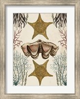 Antiquarian Menagerie - Starfish Fine Art Print