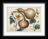 Exotic Weinmann Botanical I Framed Print