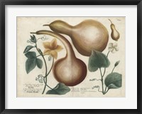 Exotic Weinmann Botanical I Fine Art Print