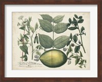 Exotic Weinmann Botanical II Fine Art Print