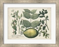 Exotic Weinmann Botanical II Fine Art Print