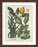 Exotic Weinmann Botanical III Fine Art Print