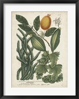 Exotic Weinmann Botanical III Fine Art Print
