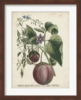 Exotic Weinmann Botanical IV Fine Art Print