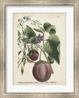 Exotic Weinmann Botanical IV Fine Art Print