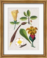 Floral Assemblage V Fine Art Print