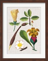 Floral Assemblage V Fine Art Print